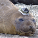 Illustration for article titled This Seal Has a Sensor on Its Head for Gathering Data About Antarctica